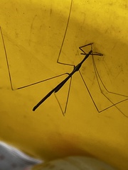 Emesaya brevipennis