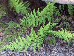 Myriopteris clevelandii