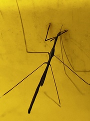 Emesaya brevipennis