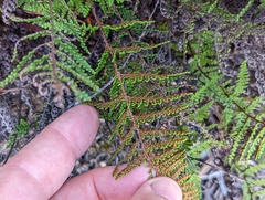 Myriopteris clevelandii