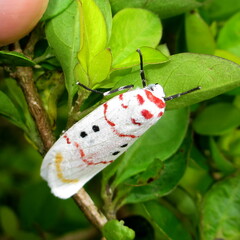 Cyana bellissima