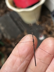 Emesaya brevipennis