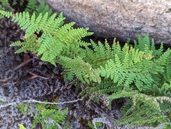 Myriopteris clevelandii