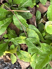 Erigeron pulchellus