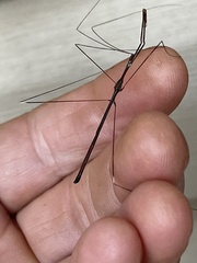 Emesaya brevipennis