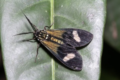 Belemniastis whiteleyi