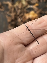 Emesaya brevipennis
