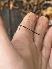 Emesaya brevipennis