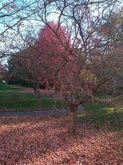 Crataegus phaenopyrum