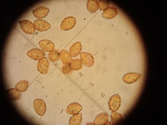 Cortinarius pseudoglaucopus