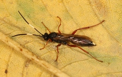 Aoplus ochropis