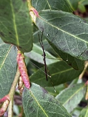 Emesaya brevipennis