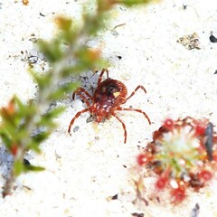 Amblyomma triguttatum