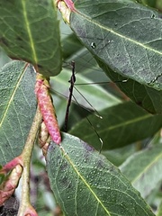 Emesaya brevipennis