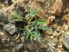 Acacia mearnsii