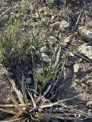 Yucca rupicola