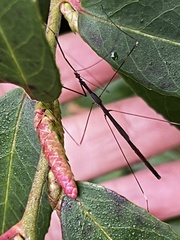Emesaya brevipennis