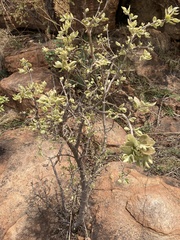 Vangueria parvifolia