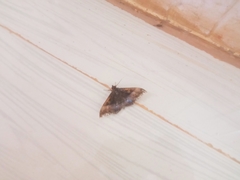 Ischyja manlia