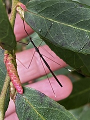 Emesaya brevipennis