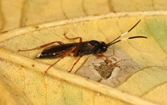 Aoplus ochropis