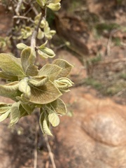Vangueria parvifolia
