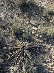 Yucca rupicola