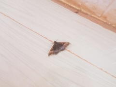 Ischyja manlia