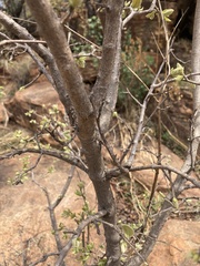 Vangueria parvifolia