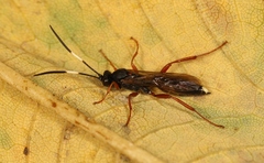 Aoplus ochropis