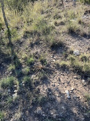 Yucca rupicola
