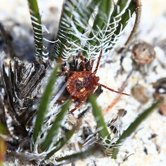 Amblyomma triguttatum