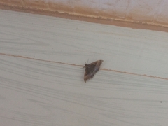 Ischyja manlia