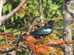 Dicrurus hottentottus