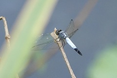 Brachydiplax farinosa