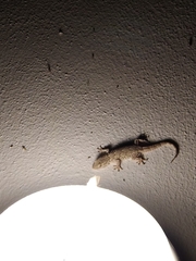 Tarentola mauritanica