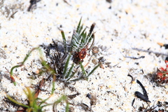 Amblyomma triguttatum