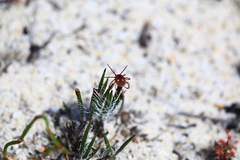 Amblyomma triguttatum