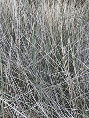 Juncus balticus