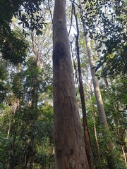 Eucalyptus propinqua