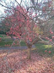 Crataegus phaenopyrum