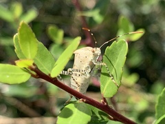 Hypselonotus punctiventris