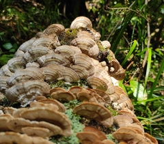 Russulales