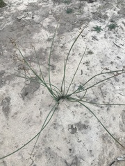 Juncus balticus