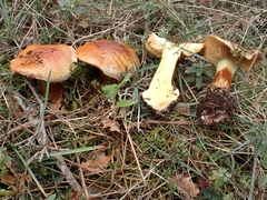 Cortinarius odorifer