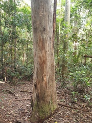 Eucalyptus propinqua