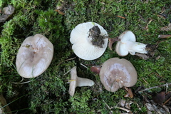 Lactarius albocarneus