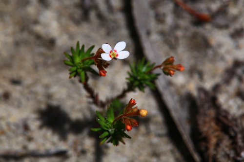 Trigger-on-stilts (Stylidium adpressum)