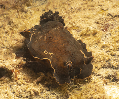 Aphelodoris gigas