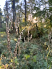 Bromus vulgaris